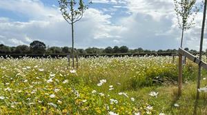Wildflower meadow - credit: DLF